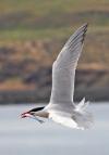 Foraging and Dispersal of Managed Caspian Terns on the Columbia Plateau