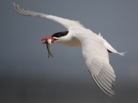 Caspian tern with salmonid smolt in its bill at East Sand Is.