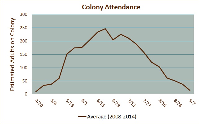 Colony Attendance