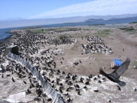 East Sand Island cormorant colony