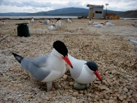 Caspian tern decoys on Sheepy Lake tern island