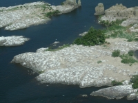 Miller Rocks gull colony