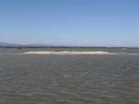 Stevens Creek tern colony