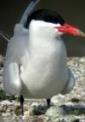 Build it and they will come:  Implementation of the Caspian Tern Management Plan