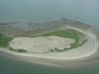 East Sand Island tern colony