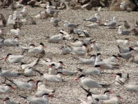 Crump Lake Caspian tern colony