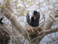 Double-crested cormorant on Foundation Is.