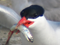 Caspian tern with anchovy in its bill