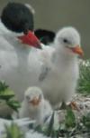 Caspian Tern Nesting Ecology and Diet Composition in San Francisco Bay, USA