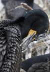 Benefits to Salmonids from Reductions in Predation by East Sand Island Double-crested Cormorants