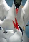 Caspian Tern Management to Increase Survival of Juvenile Salmonids in the Columbia Basin