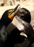Status Assessment of Double-Crested Cormorants in Western North America
