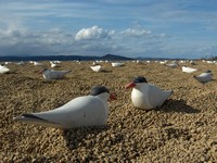 Caspian tern decoys used to attract terns to nest