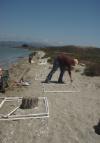 Recovery of Coded Wire Tags on a Caspian Tern Colony in San Francisco Bay