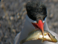 Tern with Sacremento perch at Tule Lake tern island