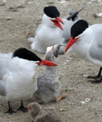 Tern Management on the Columbia Plateau, 2018