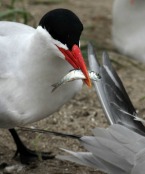 Tern Management on East Sand Island, 2018