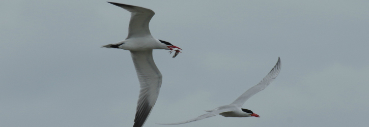 Caspian Tern Management to Increase Survival of Juvenile Salmonids in the Columbia Basin