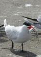 Tern Management on East Sand Island, 2017