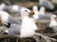 Nesting ring-billed gull
