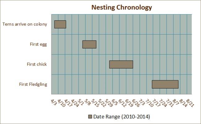 Nesting Chronology