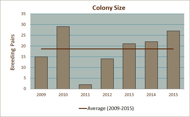 Colony Size