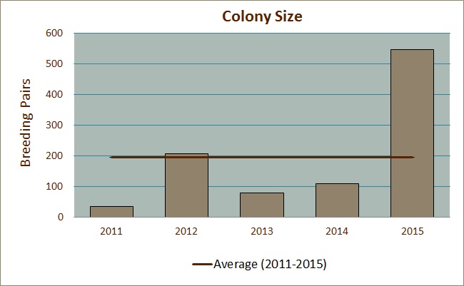 Colony Size