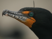 Double-crested cormorant