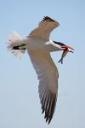 Impacts of Avian Predation on Salmonid Smolts from the Columbia and Snake Rivers