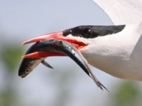 Caspian tern with salmonid in its bill at Goose Island