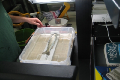 Photographing PIT-tagged steelhead at Lower Monumental Dam