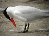 Banded Caspian tern