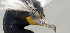 double-crested cormorants