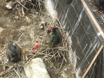 Double-crested cormorant with red roses in its bill