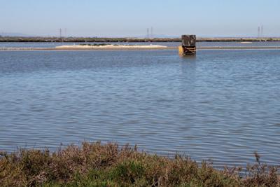 B2 Caspian tern colony and observation blind