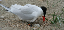 caspian tern