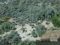 A portion of the Badger Island pelican colony