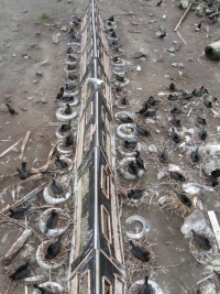 Tunnel spur used to capture nesting cormorants on East Sand Island