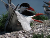 Caspian tern nesting on Brooks Is.