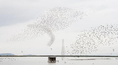 Shorebird spectacular