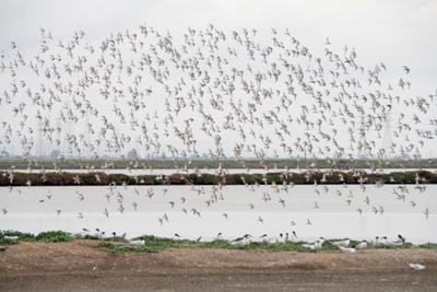 Shorebirds flying over B2 Caspian tern colony