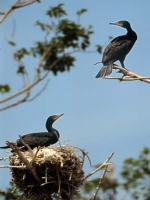 Double-crested cormorants nesting on Foundation Island