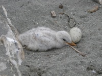 Caspian tern chick on Kokinhenik Bar, Copper River Delta, AK