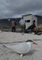 Floating Island Constructed for Caspian Tern Nesting at Summer Lake Wildlife Refuge