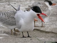 Caspian terns on East Sand Island