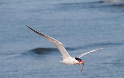 Caspian tern flying into B2 colony with a goby in its bill