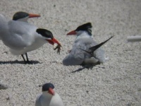 Adult tern feeding chick at Dutchy Lake tern colony