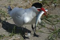 Caspian tern with salmonid in its bill