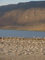 Terns and gulls nesting on the newly constructed Crump Lake island