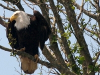 Eagle lying in wait on East Sand Island